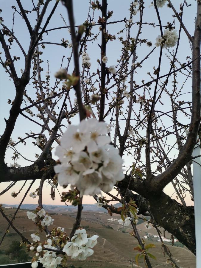 Quinta De Travassinhos- Douro Valley & Spa Santa Marta de Penaguião Dış mekan fotoğraf